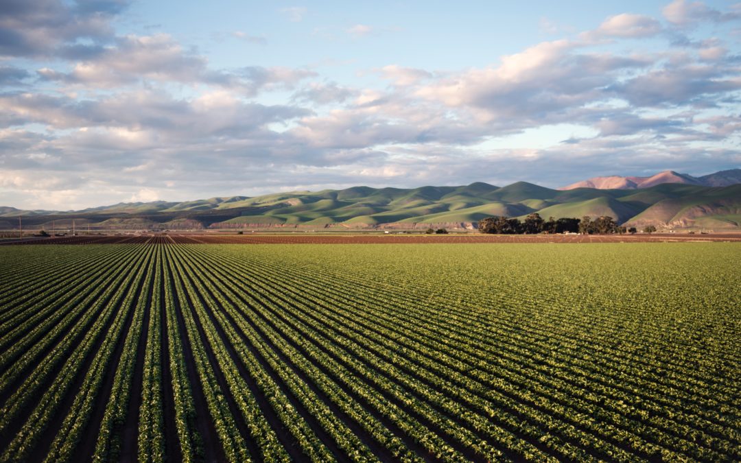 Pourquoi recruter un saisonnier agricole étranger?